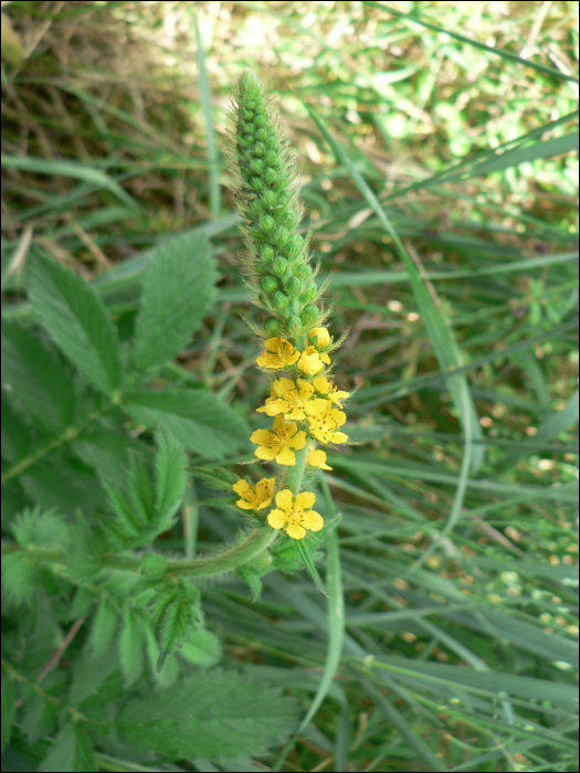 Agrimonia eupatoria L.