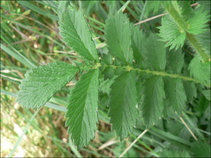 Agrimonia eupatoria L.