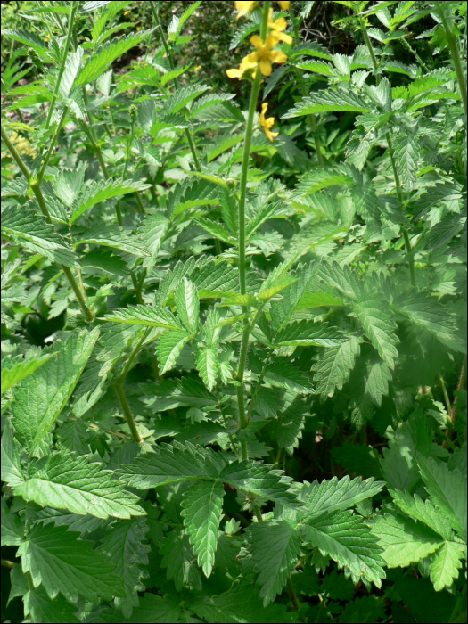 Agrimonia eupatoria L.