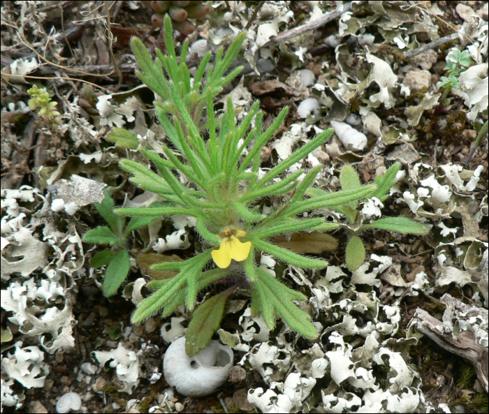 Ajuga chamaepitys