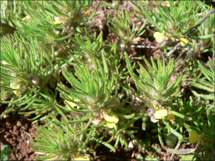 Ajuga chamaepitys