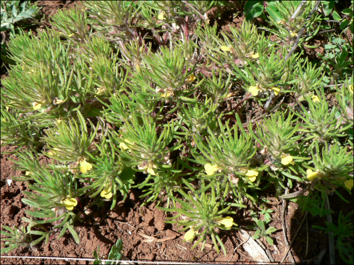 Ajuga chamaepitys