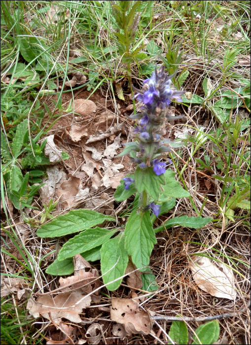 Ajuga genevensis L.