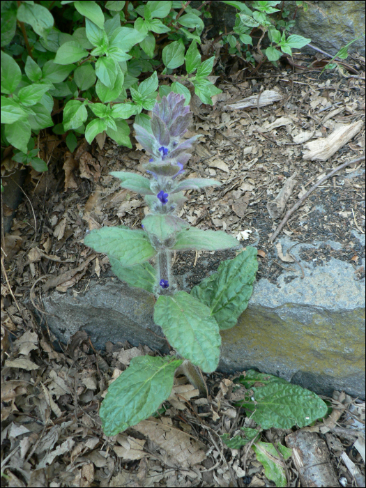 Ajuga genevensis L.