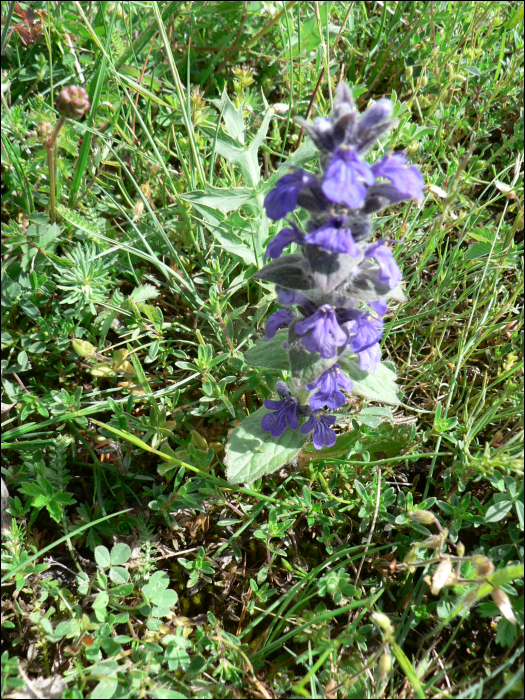 Ajuga genevensis L.