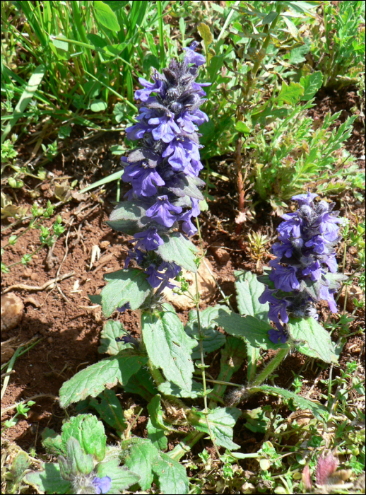 Ajuga genevensis L.