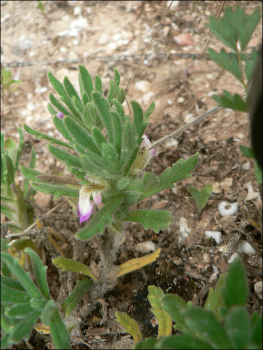 Ajuga iva