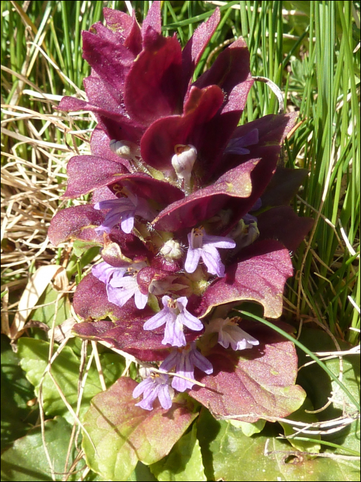 Ajuga pyramidalis L.