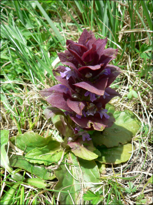 Ajuga pyramidalis L.