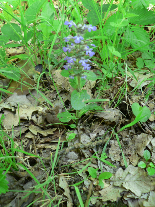 Ajuga reptans L.