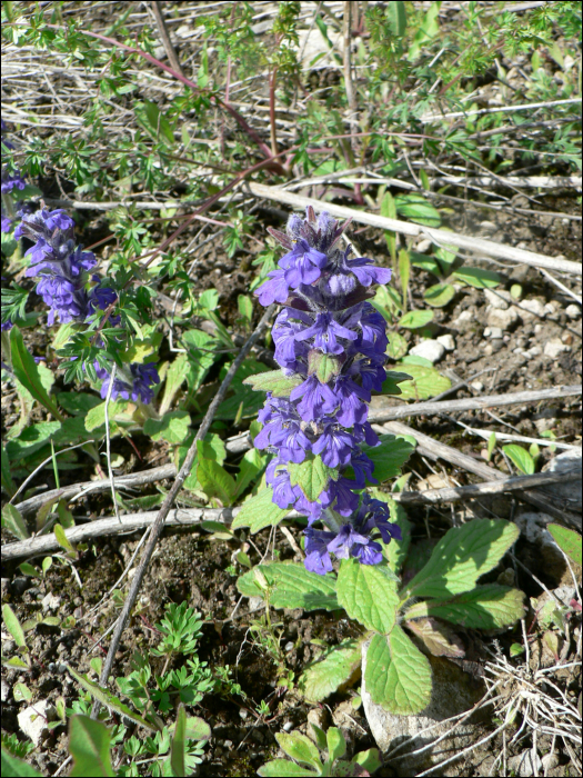 Ajuga reptans L.