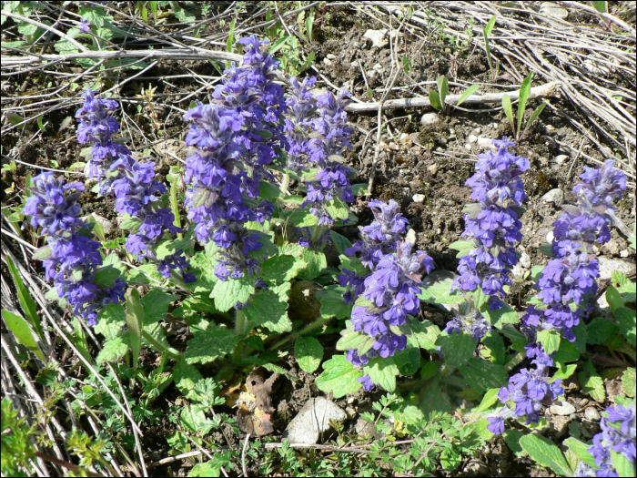 Ajuga reptans L.