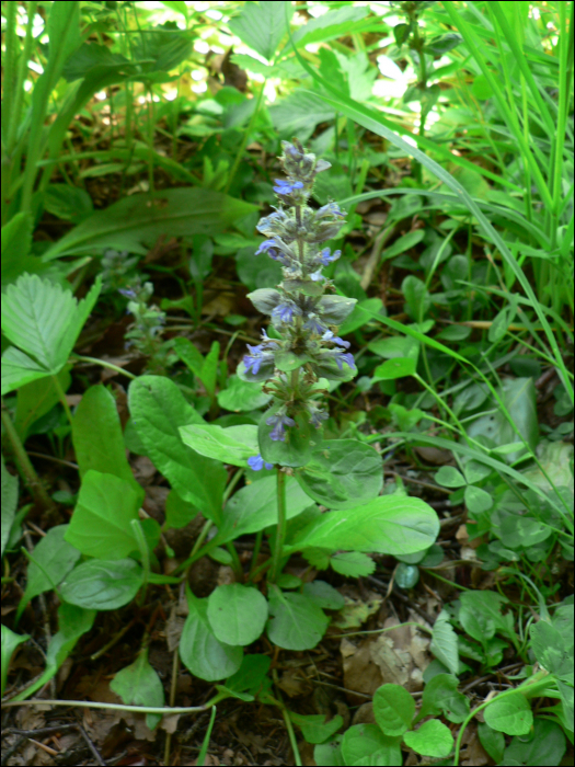 Ajuga reptans L.