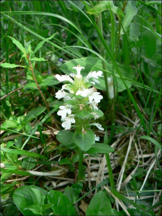 Ajuga reptans L.