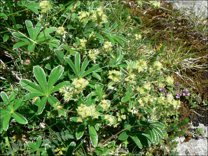 Alchemilla alpina