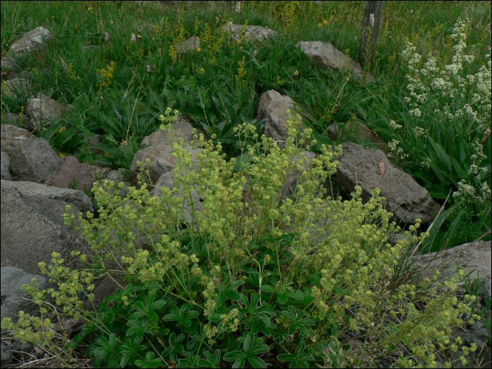 Alchemilla alpina