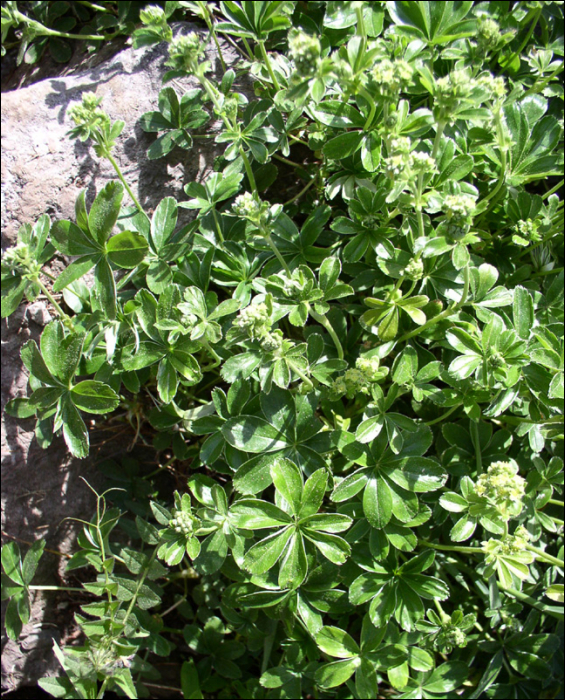 Alchemilla basaltica