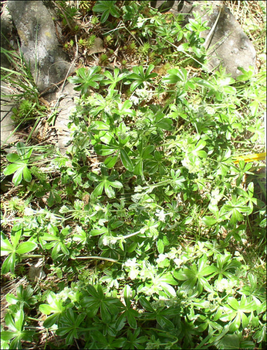 Alchemilla grenieri