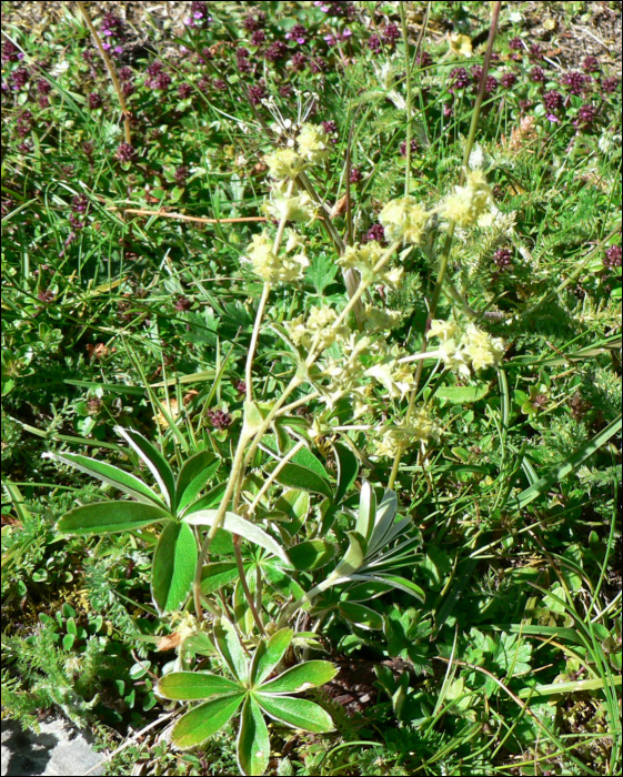 Alchemilla saxatilis Buser (=A. alpina)