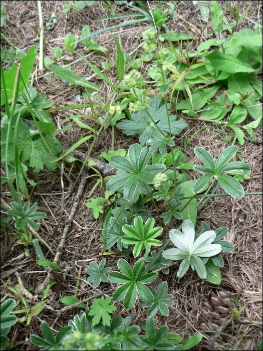 Alchemilla saxatilis Buser (=A. alpina)