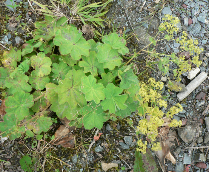 Alchemilla xanthochlora Rothm. (=A. vulgaris)