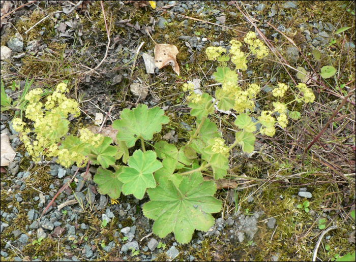 Alchemilla xanthochlora Rothm. (=A. vulgaris)