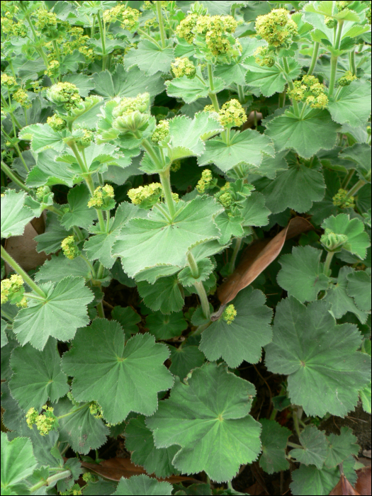 Alchemilla xanthochlora Rothm. (=A. vulgaris)