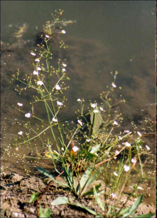 Alisma plantago-aquatica L.