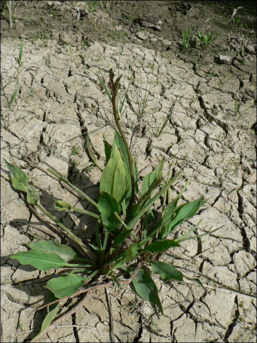 Alisma plantago-aquatica L.