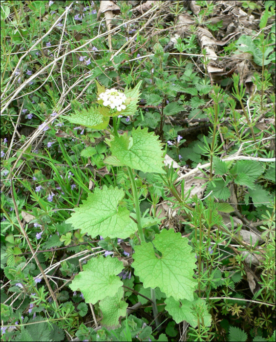 Alliaria petiolata Cavara (=A. officinalis)