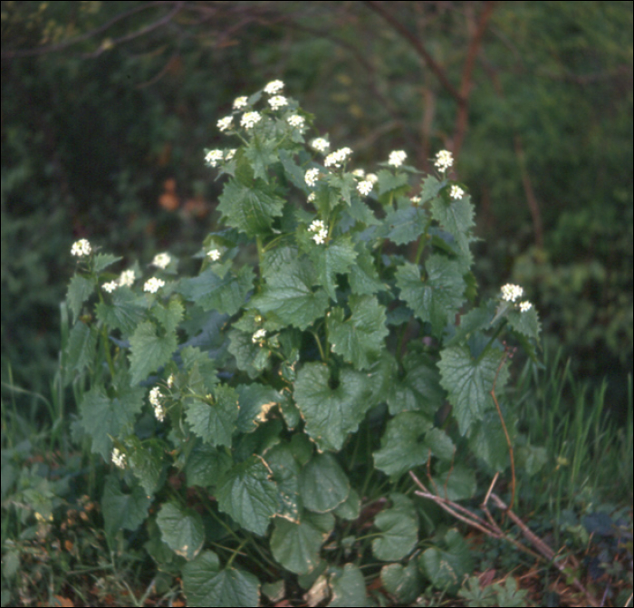 Alliaria petiolata Cavara (=A. officinalis)