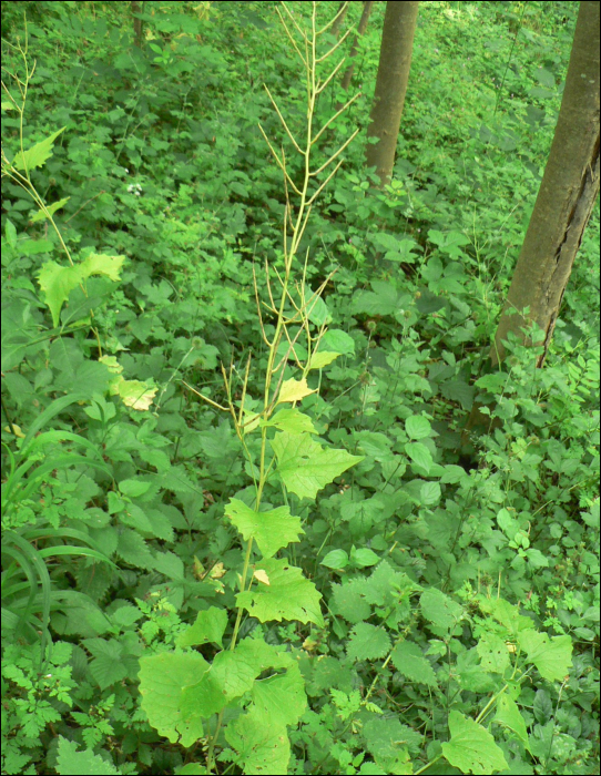 Alliaria petiolata Cavara (=A. officinalis)