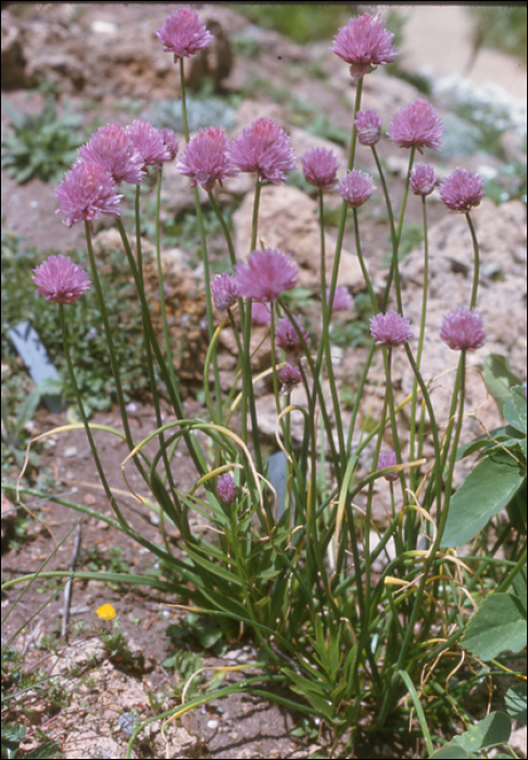 Allium croceum