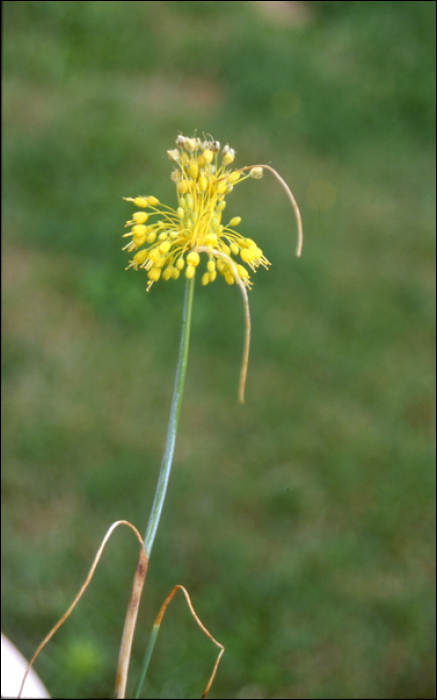 Allium flavum