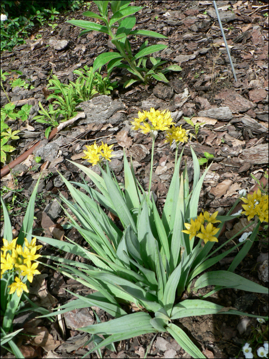 Allium flavum