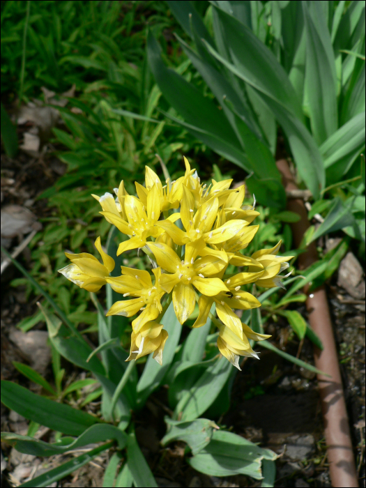 Allium flavum