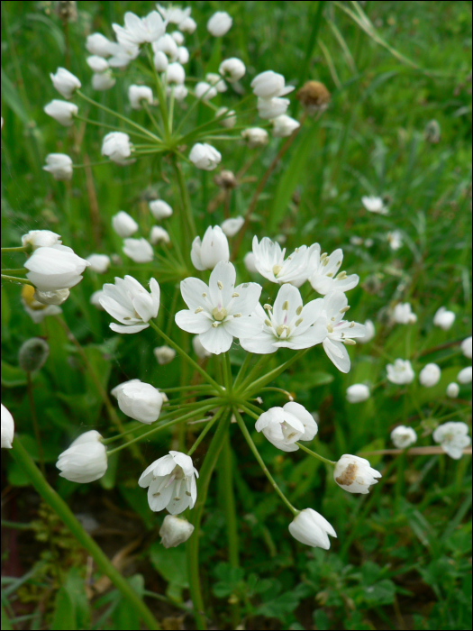 Allium neapolitanum