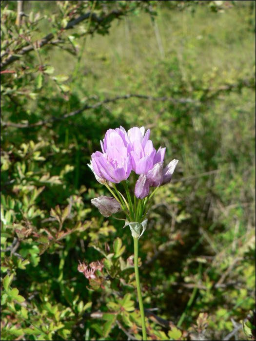 Allium roseum