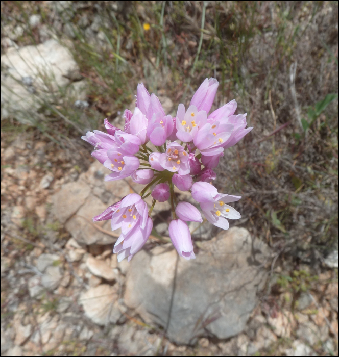 Allium roseum