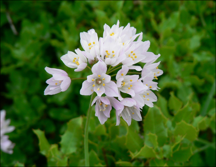 Allium roseum