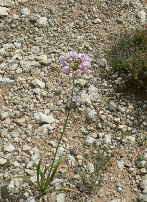 Allium roseum