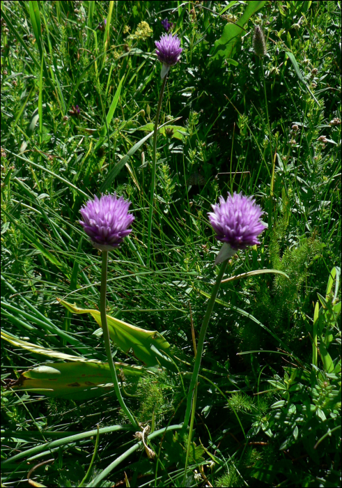 Allium schoenoprasum