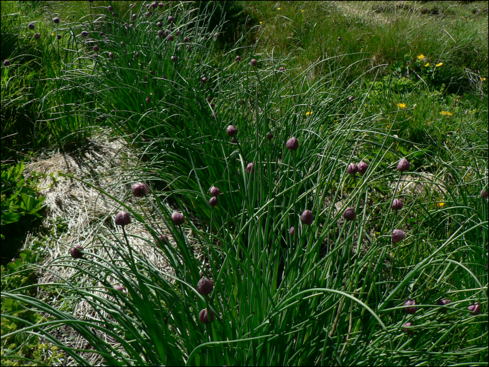 Allium schoenoprasum