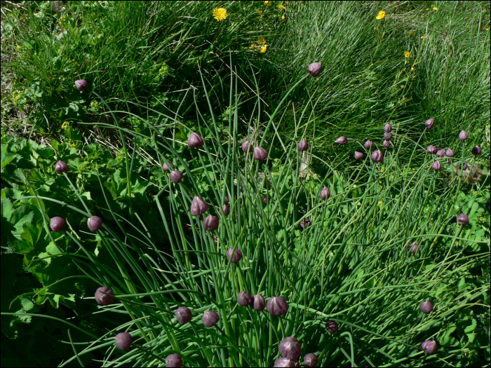 Allium schoenoprasum