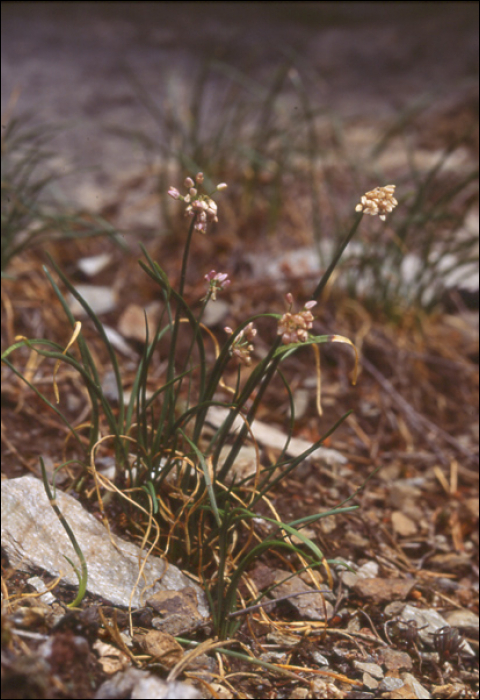 Allium senescens (=Allium montanum)