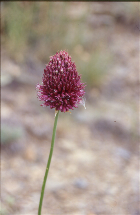 Allium sphaerocephalum L.