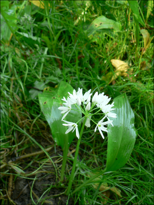 Allium ursinum L.