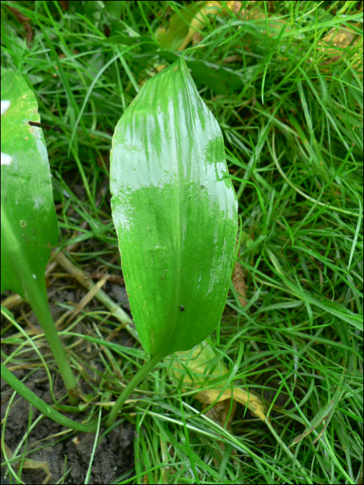 Allium ursinum L.