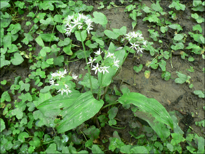 Allium ursinum L.