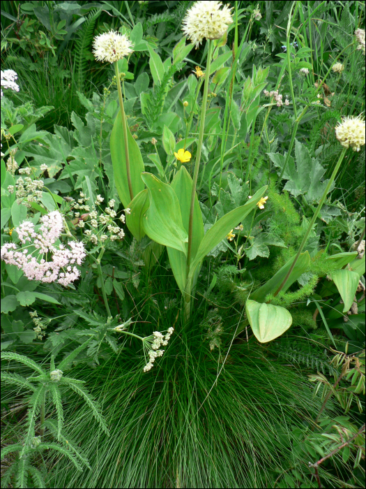 Allium victorialis L.